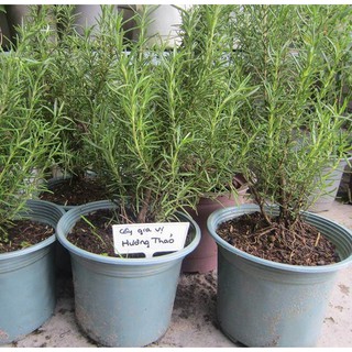 Hạt giống hoa Cây hương thảo