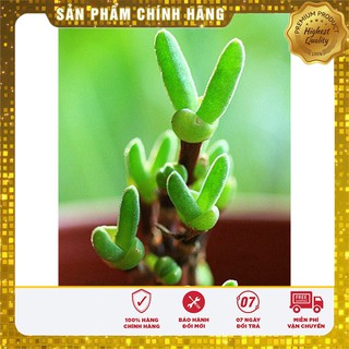 COMBO Hạt giống xương rồng nhiều loại ( 15-20 hạt) và hạt giống tai thỏ ( 4-5 hạt)