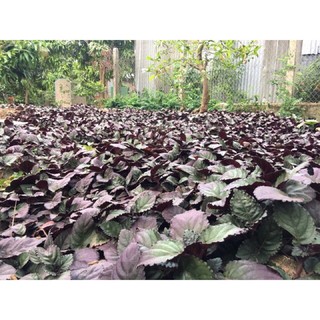 Cây trà dr thanh/ bán tự cảnh nguyên liệu nấu trà thanh nhiệt- Cây hoa kiểng Đồng Tháp