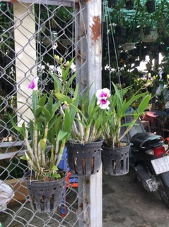 Yaya mini mặt cười