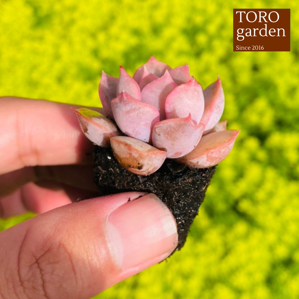 Sen đá hồng cánh cứng Đà Lạt size mini cây cảnh trang trí nhà cửa Toro garden