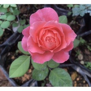 Cây hồng Camelot rose