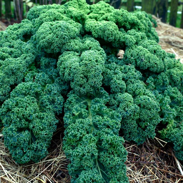 [HG Mỹ] Hạt giống Kale Xoăn Xanh Nhập Khẩu Mỹ - 400 hạt nảy mầm &gt;95%