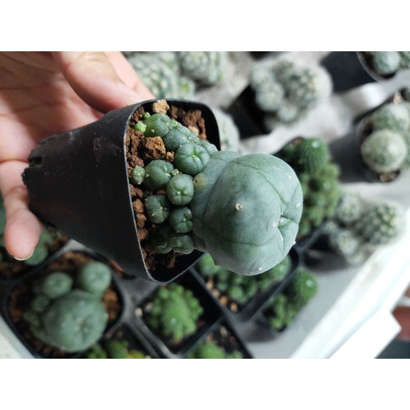Xương rồng lopho bụi 5cm