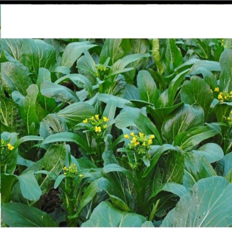 cải ngồng thân mập cọng xanh gói 20g
