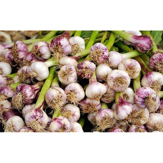 BỘT TỎI NGUYÊN CHẤT 100GR