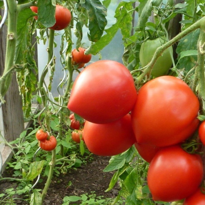 HẠT GIỐNG CÀ CHUA TRÁI TIM  túi /40hạt