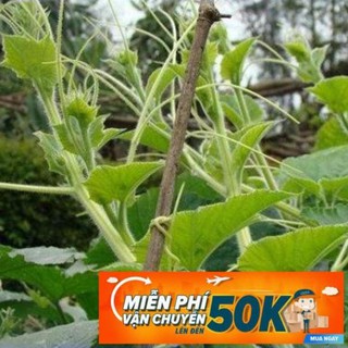 10g Hạt giống Bí Siêu Đọt Và Bông (tặng gói kích nẩy mầm và hướng dẫn)