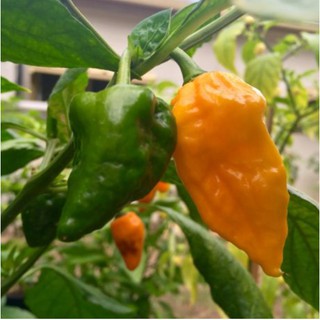 Hạt ớt giống  Yellow Devil Pepper