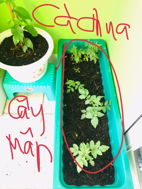 Hạt giống cà chua bi, cà chua cherry, cà chua leo giàn