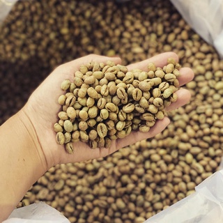 Cà phê Robusta sẻ giống cũ Lâm Hà (Lâm Đồng)