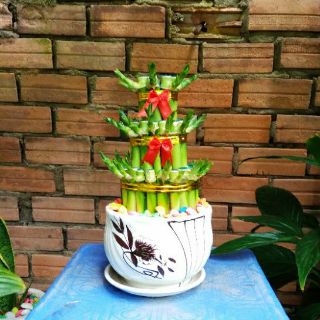 Phát Tài Búp Sen (Bao gồm chậu )