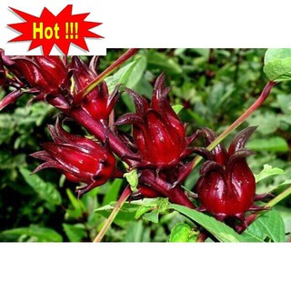 Gói 20 Hạt Giống Cây Atiso Đỏ (bụp giấm) Đà Lạt