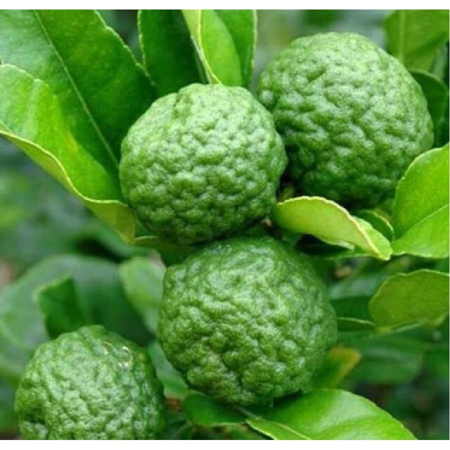 Cây giống chanh chúc