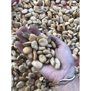 combo 100 hạt sang (sành) rừng 499k