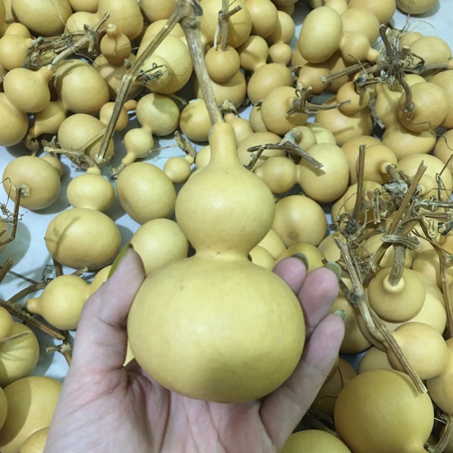 Combo 10 quả hồ lô khô