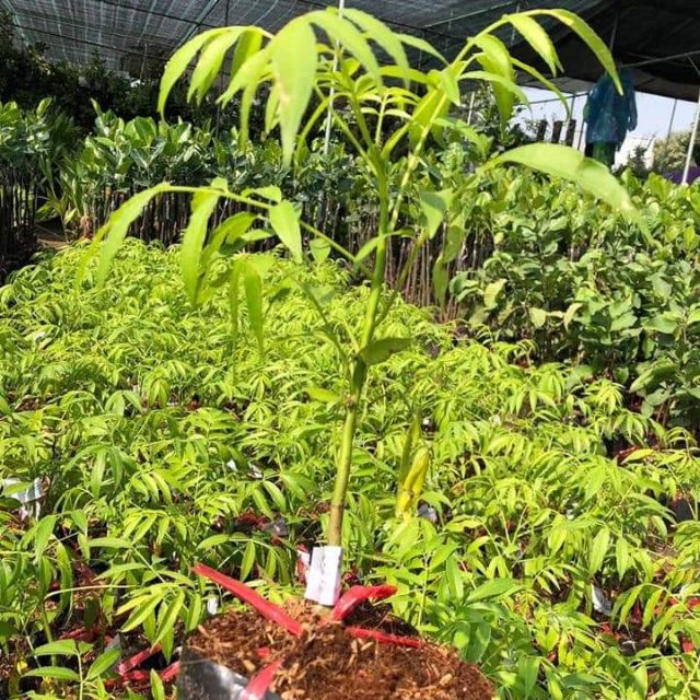 cây giống cóc thái