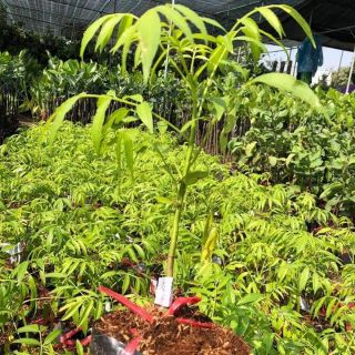 cây giống cóc thái