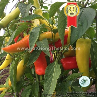 50h Hạt Giống Ớt Sừng Vàng Sai Quả TG114 (A2.102| C2*X69*M174)