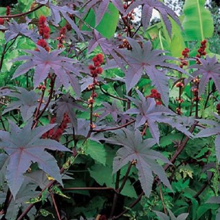 Hạt thầu dầu tía