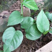 Combo 8 cây trầu bà giống