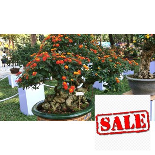 Gói 30 hạt giống cúc ngũ sắc thân gỗ SALE
