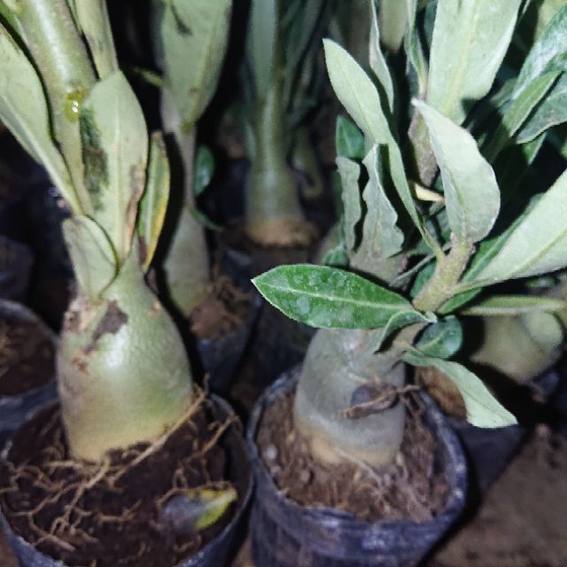 Cây giống Hoa Sứ Thái Cánh Kép