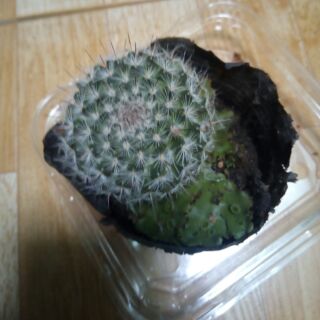 Cây xương rồng bánh kem