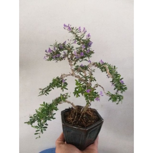 Cây Linh Sam Bonsai mini ( để bàn )