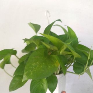 Cây trầu bà Thái mini