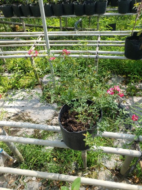 Hồng ngoại Kazahanabi