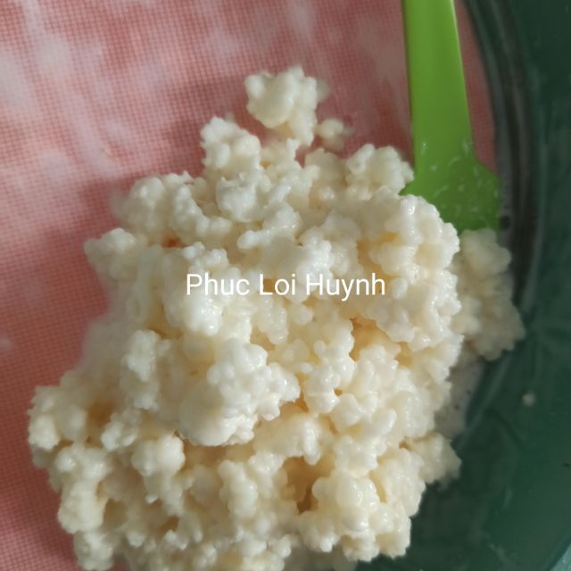 Nấm sữa kefir