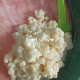 Nấm sữa kefir