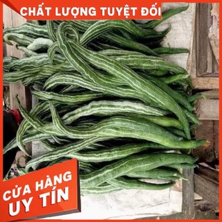 HẠT GIỐNG LẶC LÈ THÁI LAN