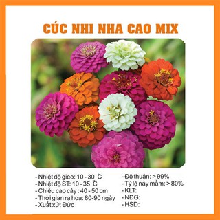 Hạt Giống Hoa Cúc Nhi Nha (Cúc Lá Nhám/Cúc Ngũ Sắc Zinnia) Thân Cao - 50H