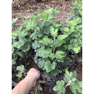 Cây cúc cổ sơn la (10 bầu)