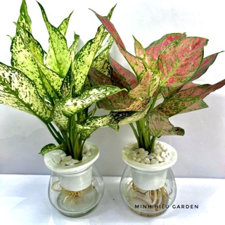 Combo cây ngọc ngân, vạn lộc thủy sinh