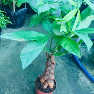 KIM NGÂN BÍNH 3 THÂN LỚN