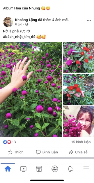 1000 hạt giống hoa bách nhật đỏ. Có ảnh thật nảy mầm 100%