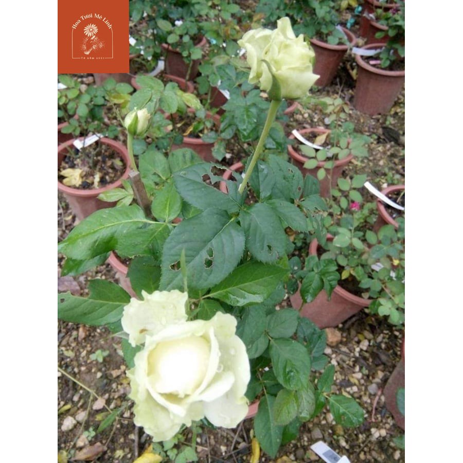 Hoa hồng ngoại Green Romantica rose Siêu Hot Cực Đẹp-HoaTuoiMeLinh