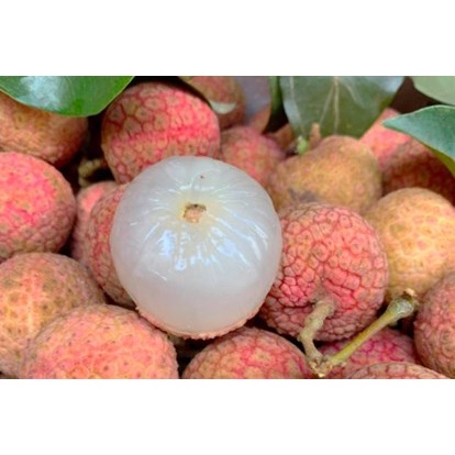 500g vải thiều sấy dẻo ngọt liệm nhâm nhi vui miệng