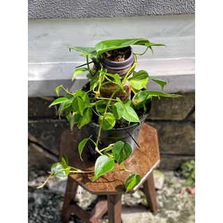 Trầu bà | Philodendron Brasil