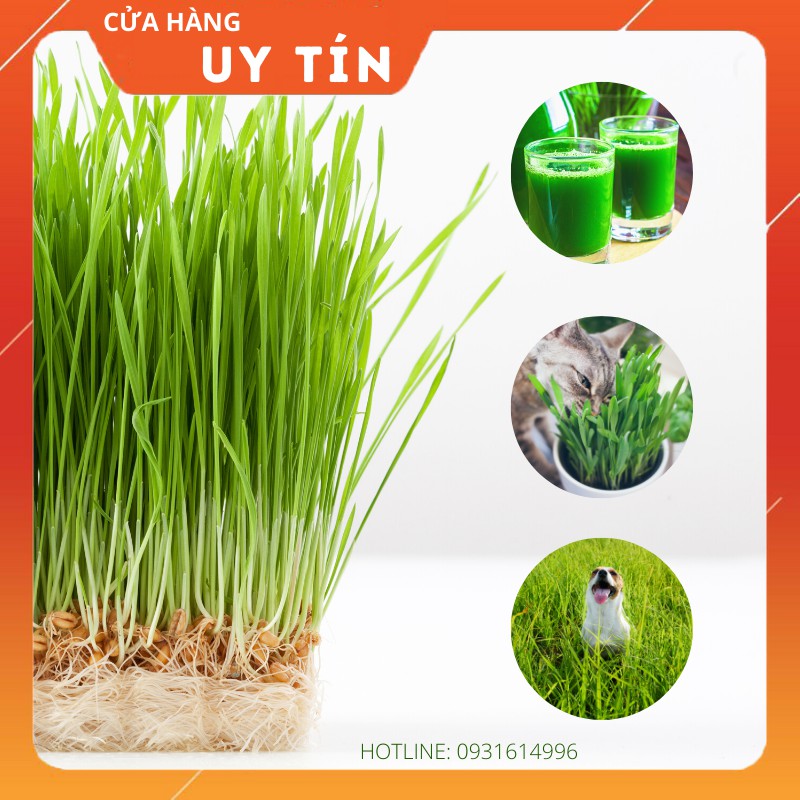 0.5KG CỎ LÚA MẠCH NHẬP KHẨU ÚC - DATE MỚI