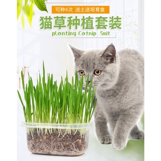 BỘ KIT TRỒNG CỎ CHO MÈO - HẠT LÚA MẠCH