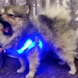 [ORDER]  ĐAI YẾM LED CHO CHÓ MÈO