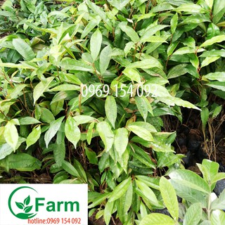 cây vú sữa -cây ươm từ hạt