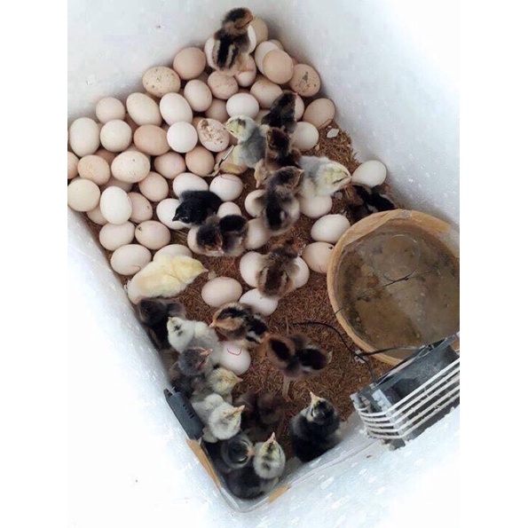 Máy ấp trứng đảo tay P100