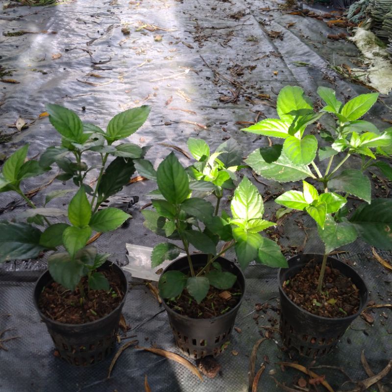 1 CHẬU CÂY TRÀ TIÊN