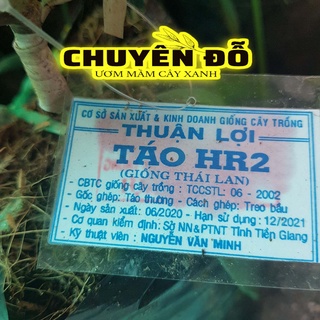 [CÓ SẴN] CÂY GIỐNG TÁO THÁI LAN