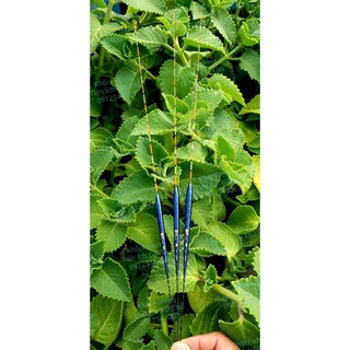 [Free Ship] Phao câu đài chuyên rô phi Fuwang